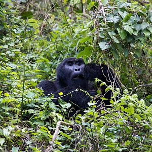 Mountain Gorilla