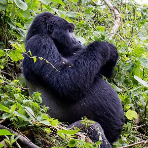 Silverback Mountain Gorilla (Mwirima)