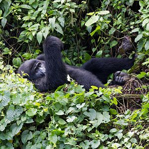 Mountain Gorilla