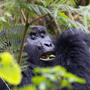 Mountain Gorilla