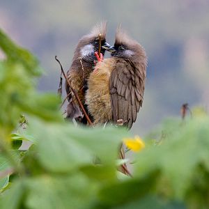 Speckled Mousebirds