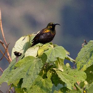 Bronze Sunbird