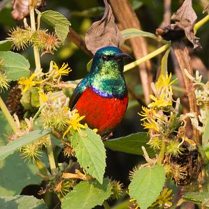 Northern Double-collared Sunbird