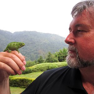 Hix and Side-striped Chameleon