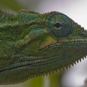Side-striped Chameleon