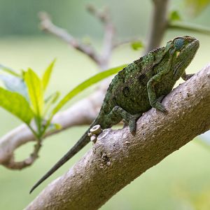 Side-striped Chameleon