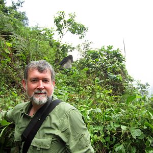 Hix and Mountain Gorilla silverback.