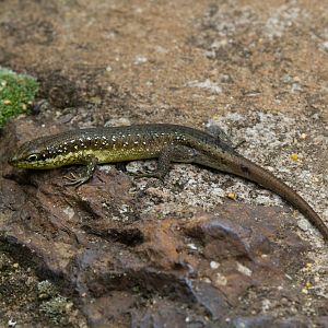 Speckled-lipped Skink