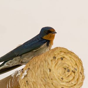 Barn Swallow