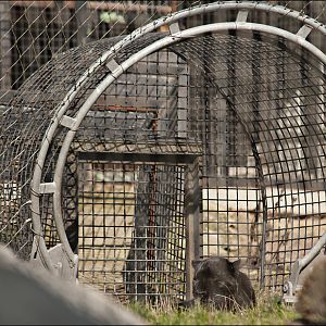 Black Amur-Leopard at Serengeti Park