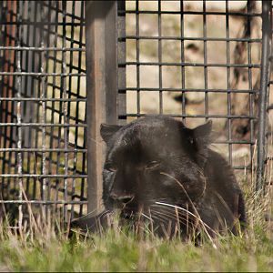 Black Amur-Leopard at Serengeti Park