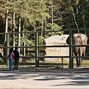 Male Elephant at Serengeti Park