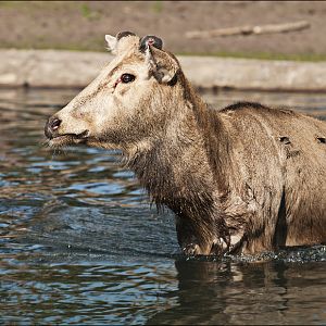 P?re David's deer at Serengeti Park