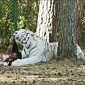 White tiger at Serengeti Park