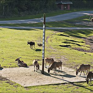 View of the savanna at Serengeti Park