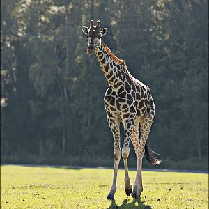 Hybrid giraffe at Serengeti Park