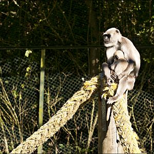 Hanuman in walkthrough at Serengeti Park