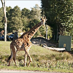Kap-Giraffe at Serengeti Park
