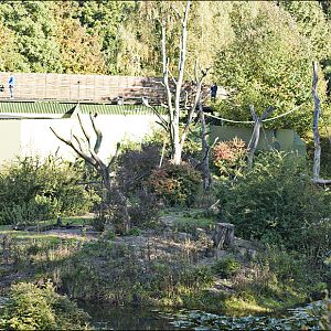 Mandrill-exhibit at Serengeti Park