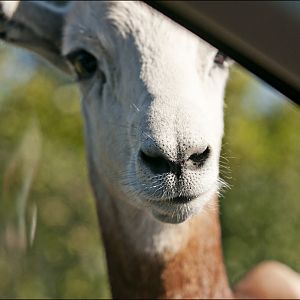 Nubian red-necked gazelle at Serengeti Park