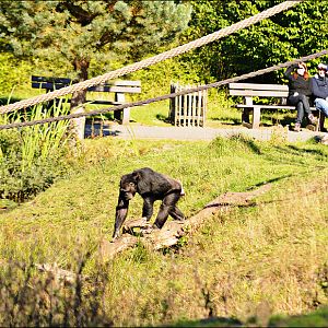 Chimps at Serengeti Park