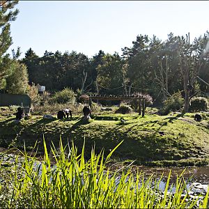 Chimp-enclosure at Serengeti Park