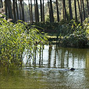 Habor-Seal at Serengeti Park