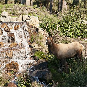 Elk at Serengeti Park