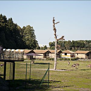 On-foot-safari at Serengeti Park