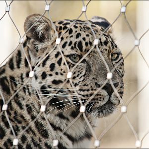 Amurleopard at Serengeti Park
