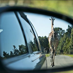 Hybrid giraffe at Serengeti Park