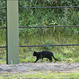 Domestic cat at Serengeti Park