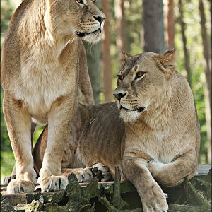 Lions at Serengeti Park