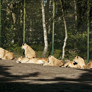 Lions at Serengeti Park