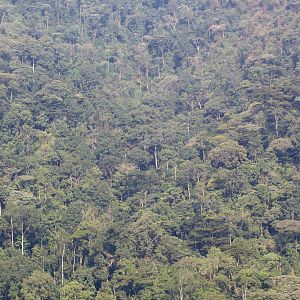 Bwindi Impenetrable Forest