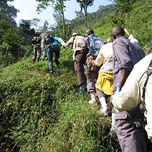 Climbing towards the gorillas