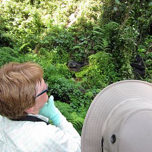 Gorilla viewing