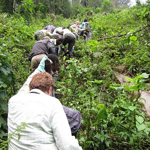 Climbing towards the gorillas