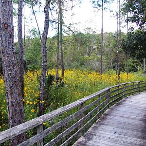 Corkscrew Swamp Sanctuary, October 2013