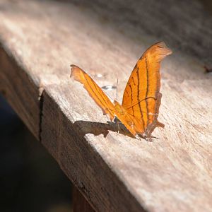 Ruddy Daggerwing, Corkscrew Swamp Sanctuary, October 2013