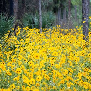 Narrow-leaved Sunflowers, Corkscrew Swamp Sanctuary, October 2013