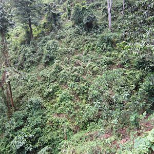 There's a Mountain Gorilla in this photo ....