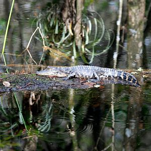 American Alligator Youngster, Corkscrew Swamp Sanctuary, October 2013