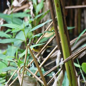 Common Yellowthroat, Corkscrew Swamp Sanctuary, October 2013
