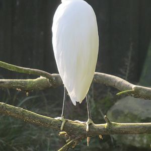 little egret 201013