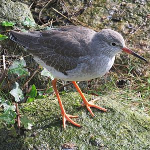 common redshank 201013