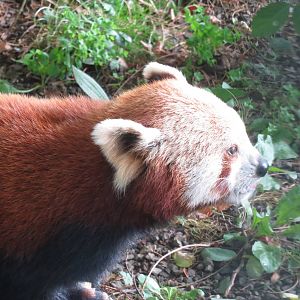 lesser panda 201013