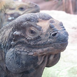 rhinoceros iguana 201013