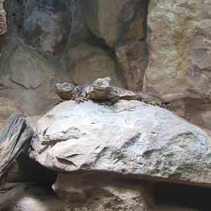 western chuckwalla 201013