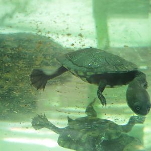 roti island snake neck turtle juvenile 201013